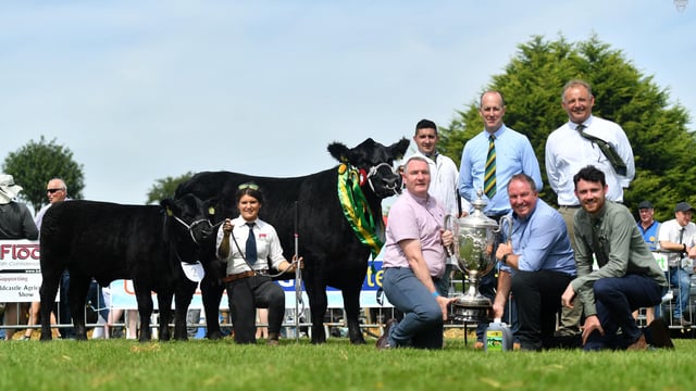 'Special Tinge' named Aberdeen Angus breed champion at Oldcastle Show