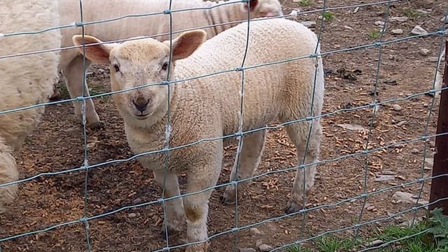 Sheep save the day for 'Save our Steeple' project
