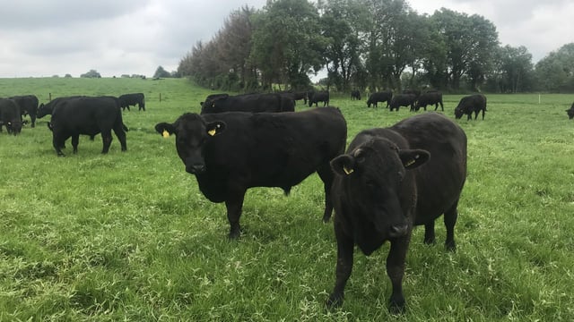 Viastar seeking 4,000 ‘lighter type’ bulls for export to Egypt