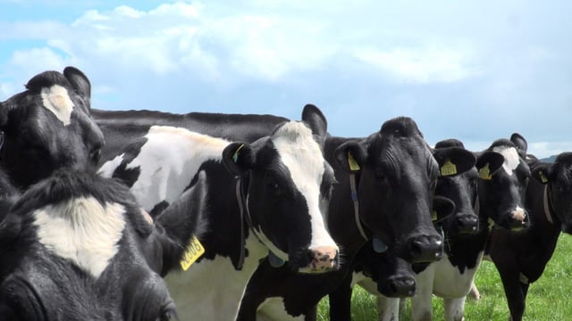 CSO: Domestic milk intake falls January - August 2022