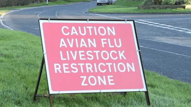 Avian influenza: DAFM confirms 230,000 birds culled in disease-control plan