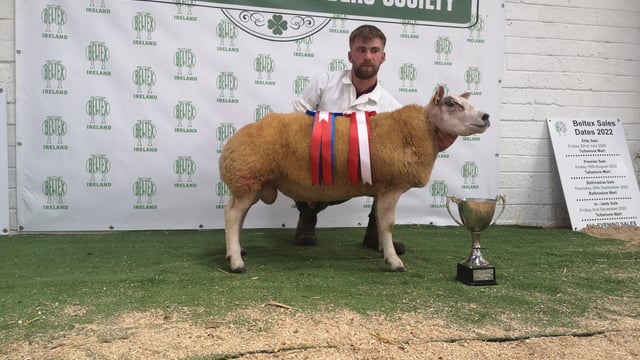 Belgian Beltex Breeders sale sees a record price of €3,400