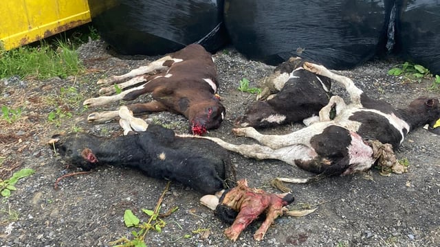 Kilkenny farmer shocked as dogs kill 4 dairy heifer calves