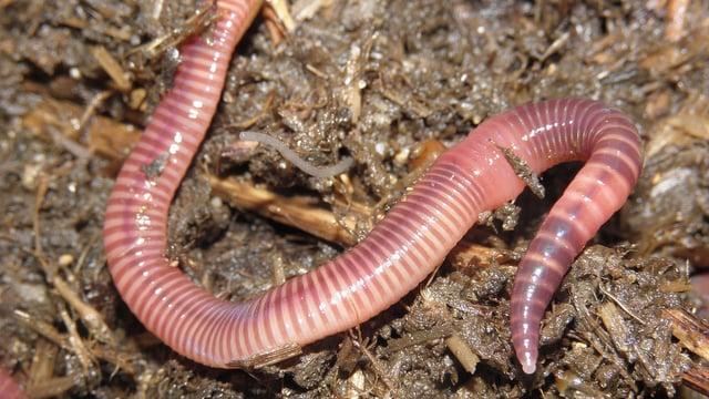 Study simplifies method for analysis of soil carbon