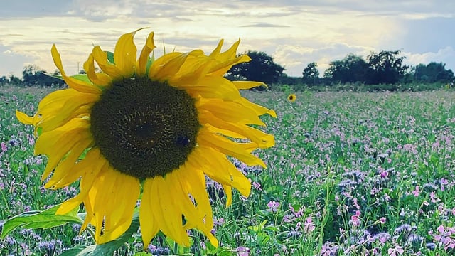 Farming for Nature ambassadors to host farm walks