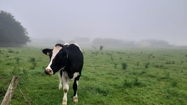 Status Yellow fog warning issued for several counties