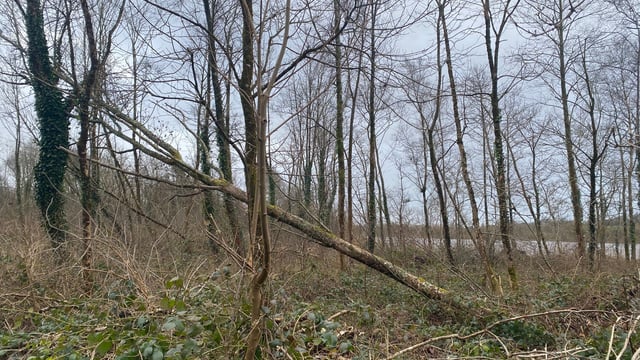 Watch: Minister to announce windblow reconstitution scheme this month