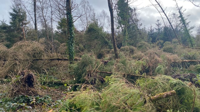 Over 80% of forestry harvesting capacity working in windblow areas