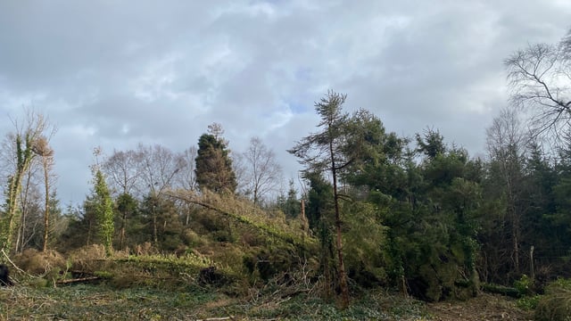 Windblow felling applications 'being prioritised' with approval progress welcomed