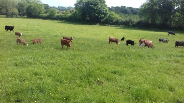 FFN farm walk to highlight forest management on organic beef farm