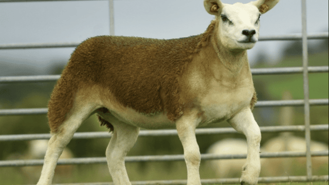 Luscious Ladies Female timed sale underway