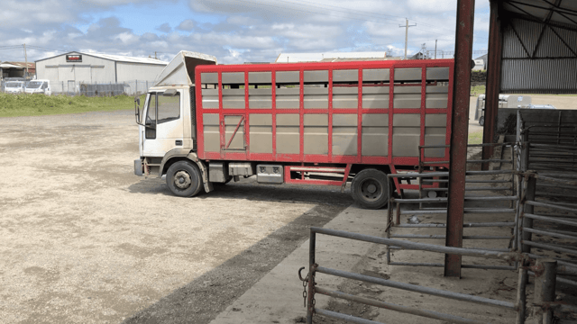 Exports of Northern Ireland lambs south continues to increase