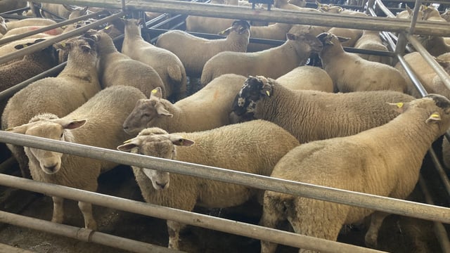 Sheep kill: Demand driven by Eid al-Adha sees kill surpass 78,000 head