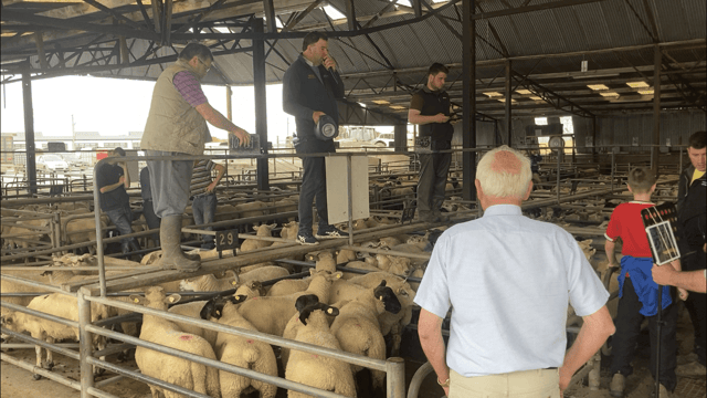 Pics and prices: Lambs top €165/head at Athenry