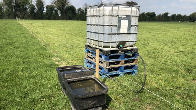 Water requirements for beef cattle in dry conditions