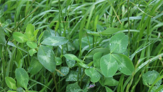 New varieties added to grass and clover lists for England and Wales
