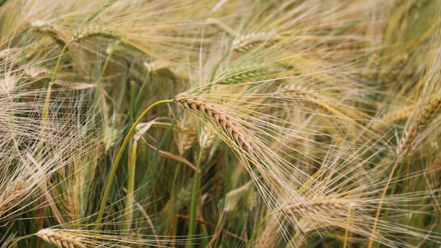 Research: Hybrid barleys could help with fertiliser costs