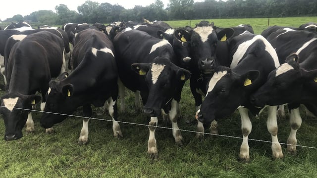 Number of short-fleshed steers up almost 4% this year