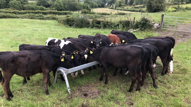Hoose in the herd: Signs of a lungworm infection in cattle