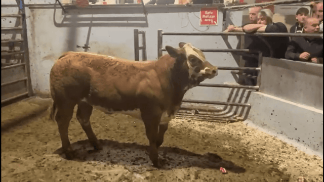 Video: 425kg weanling heifer sells for €3,700 at Gortatlea Mart
