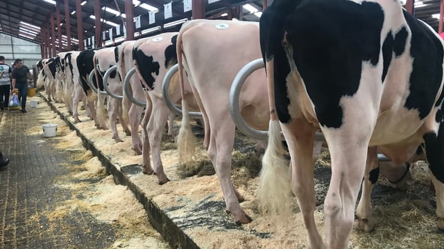 Penny family heifers claim highest prices at Ballytigue sale