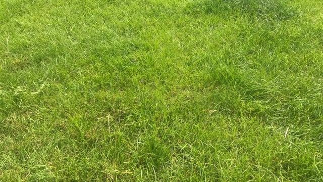 Grass growth: Rain needed by many farms