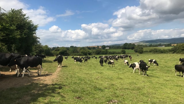 Dairy Focus: Milking 150 British Friesian cows in Co. Wexford