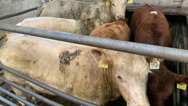 Calf trade: Large numbers seen at Carnaross Mart