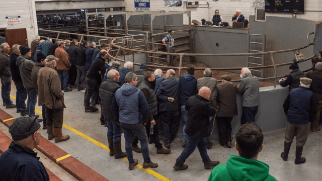 Kerry-based livestock mart to hire new manager