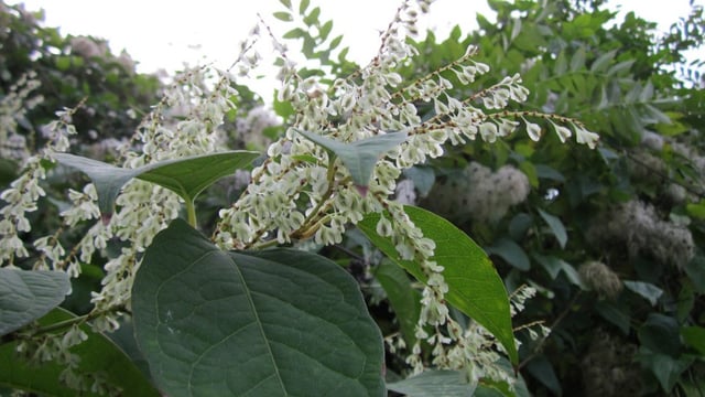 Draft invasive species management plan due this year