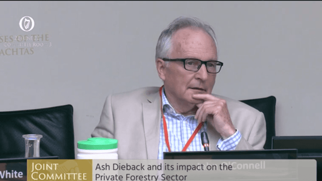 'Ash is gone. Ash is dead' - the ash dieback toll is more than a financial one