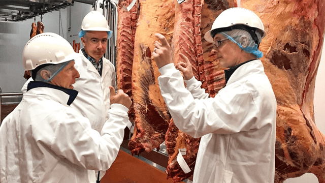 New factory bonus for Limousin cows and stockbulls announced