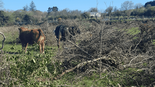 Man convicted and fined €2,000 for hedgerow destruction