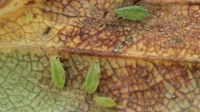 Photonic 'nose' to be developed to monitor crops