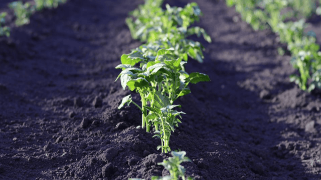 Met Éireann issues warning for potato blight