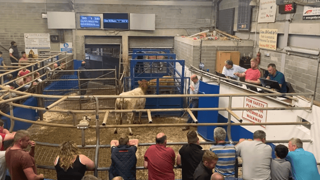 Suckler society sale sees top price of €7,400 for cow-calf pairing