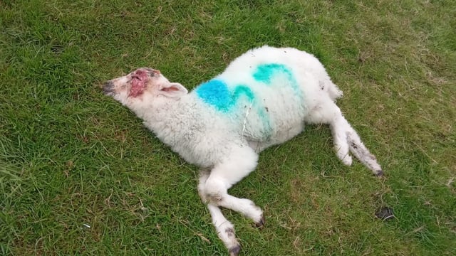 ‘It’s a nightmare’: Sheep farmer’s stress after dog attack