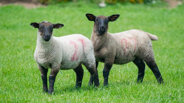 PSNI investigates theft of 50 lambs from Derry field
