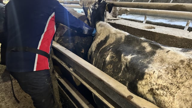 NI farmers urged to act on TB 'resolved inconclusive animals'