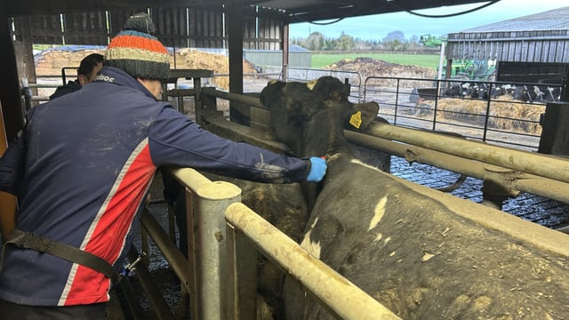 DAFM confirms all backlogged TB payments to be issued 'this week'