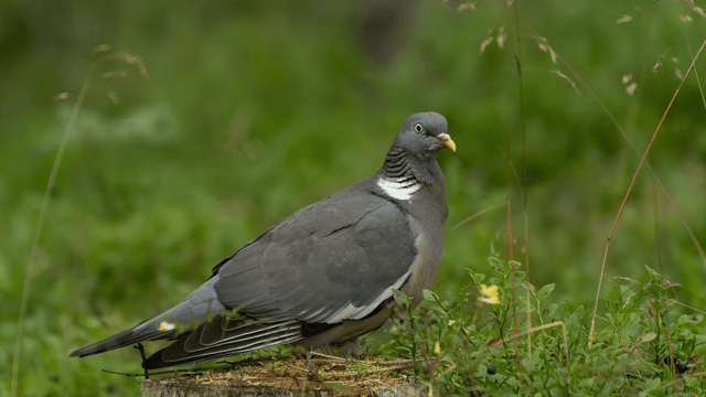 Wild bird shooting derogation extended to end of year