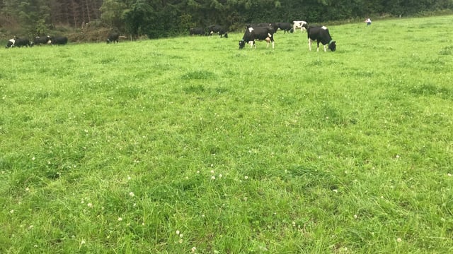 'There is a land grab for sustainable dairy' - Bord Bia