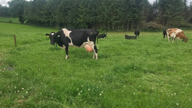What's your protocol for high cell count cows in the herd?