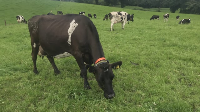 Milk Price Tracker: Further cuts to base for July's supplies