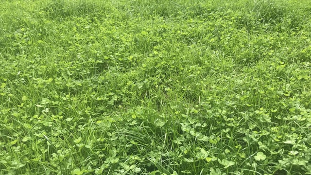 Grass growth: Slow growth remains a challenge