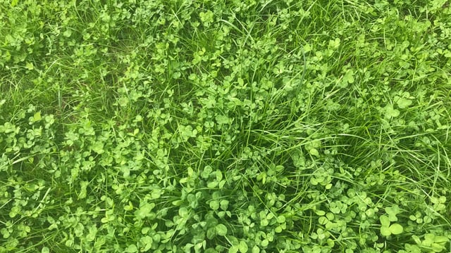 Managing clover swards on dairy farms this autumn
