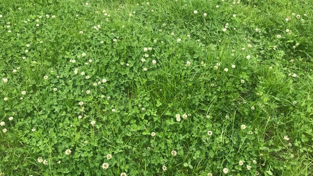 Proper management of clover swards post-sowing