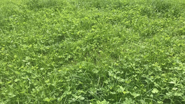 Grass growth: Further improvements expected