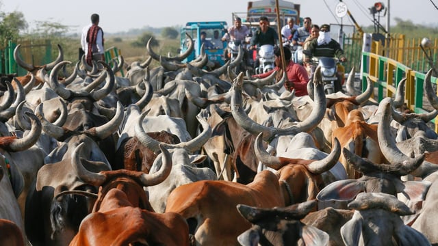 MEPs say India should prohibit 'buy national' policies as trade talks resume