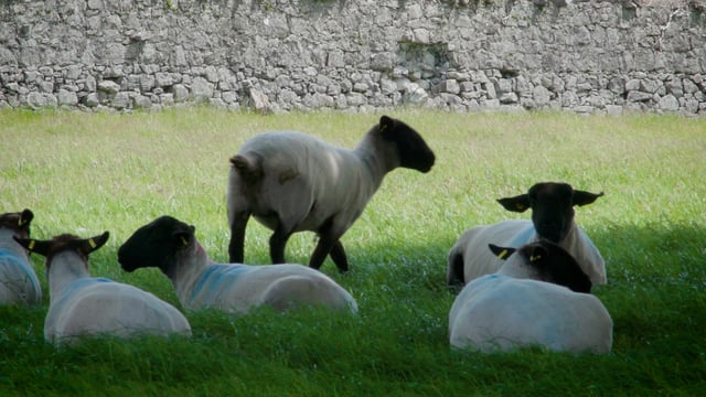 CAFRE to host on-farm events aimed at cutting the cost of lameness